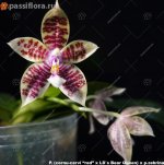 (cornu-cervi “red” x LD`s Bear Queen) x p.zebrina2.jpg