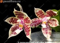 (cornu-cervi “red” x LD`s Bear Queen) x p.zebrina1.jpg