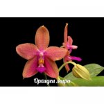 Phal. (Tying Shin Phoenix x Bellina) Yaphon-1.jpg