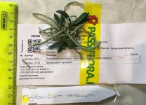 Mystacidium venosum.jpg