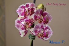 Phal. Lady Spring.jpg