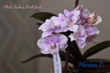 Phal. Jiaho's Pink Girl.jpg