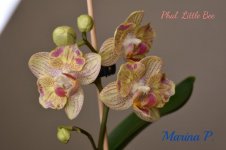 Phal. Little Bee.jpg