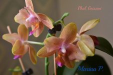 Phal. Grissini.jpg