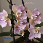 Phal. Odorion.jpg