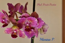 Phal. Pirate Picotee.jpg