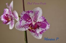 Phal. Prince Pirate.jpg