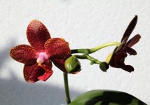 Phal. Perfection Is 'Chen' 2.jpg