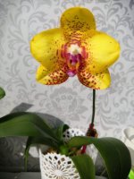 Phal. Ark’s Kaiulani.jpg