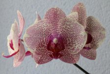 Phal I-Hsin Sesame.jpg