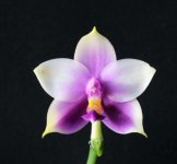 Phal. Samera Blue.jpg