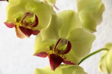 Phal. Fortune Saltzman 'Montclair'.jpg