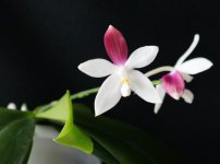 Phal.Tetraspis c-1.jpg