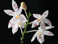 Phal.Tetraspis strips type.jpg