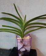 Vanda Pure Wax Pink.jpg