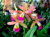 Laeliocattleya_Tropical_Pointer_'Galaxy'.jpg