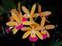 Laeliocattleya_Tropical_Pointer_'Galaxy'_1.jpg