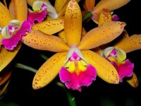 Laeliocattleya_Tropical_Pointer_'Galaxy'_2.jpg