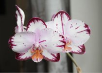 Phal.Ever Spring Prince1.jpg