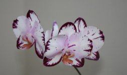 Phal.Ever Spring Prince2.jpg