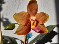 Phal Sogo shito x Mituo king bellina.jpg