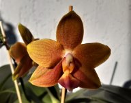 Phal Sogo shito x Mituo king bellina2.jpg