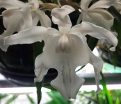 Coelogyne hololeuca 2020-7.jpg