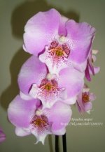 Phal. Younghome Princess '0178'.jpg