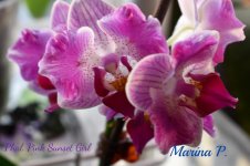 Phal. Pink Sunset Girl.jpg