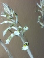 155907 Cyclopogon elatus Первое цветение 2020.02.17 (5).jpg
