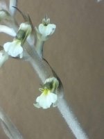 155907 Cyclopogon elatus Первое цветение 2020.02.17 (6).jpg