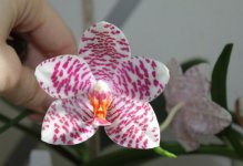 Phal. Miro Gold Mosla.jpg