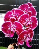 Dtps.Miki Red Coral93.jpg