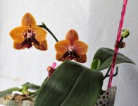 P. Zheng Min Anaconda и  Phal. Chienlung Black Parrot.jpg