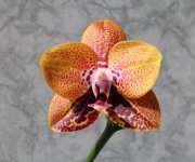 Phal. Chienlung Black Parrot .jpg