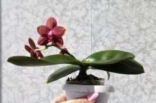 Phal. Mituo Sun Queen (2).jpg