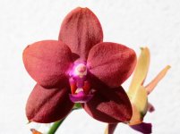 Phal. Mituo Sun Queen (3).jpg