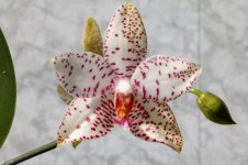 Phal. Brother Princess 'Hai-Tung' (2).jpg