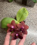 Phal. Mituo Sun Queen.jpg