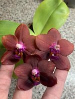 Phal. Mituo Sun Queen-1.jpg