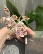 phal.mariae.jpg