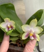 phal.yungho gelblitz x bellina yungho.jpg