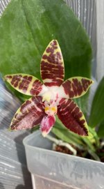 phal.sumatrana.jpg