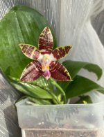 phal.sumatrana-1.jpg