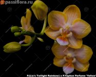 (Liu's Twilight Rainbow) x P.Yaphon Perfume 'Yellow'.jpg