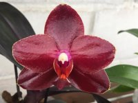 Phal. Salu's Fragrancy размер.jpg