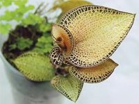 2afa4a3ecfb1fc199a6c65e1d612fa02--jewel-orchid-php.jpg