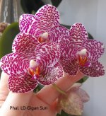 Phal. LD Gigan Sun.jpg