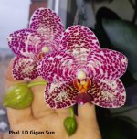 Phal. LD Gigan Sun 2.jpg