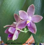 Phal. Mituo Prinse xPhal. Tetraspis.jpg